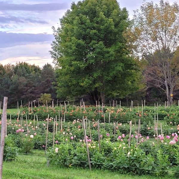 Petals In Bloom Farm