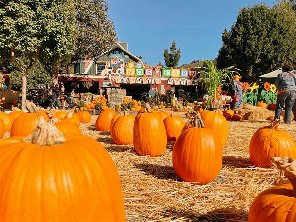 Lemos Ponies for Parties