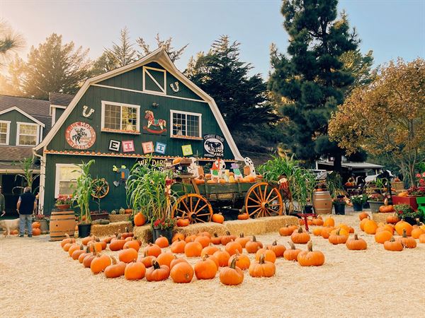 Lemos Ponies for Parties