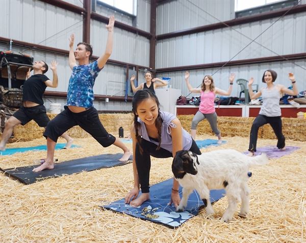 Lemos Ponies for Parties