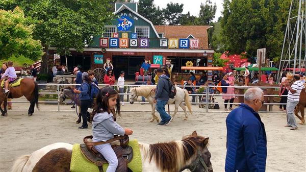 Lemos Ponies for Parties