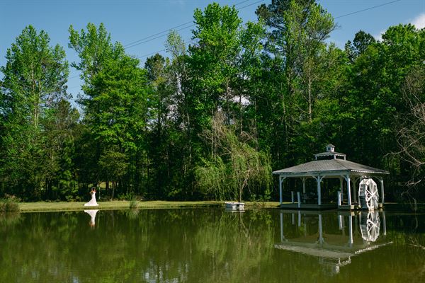 The Ivy on the Plains