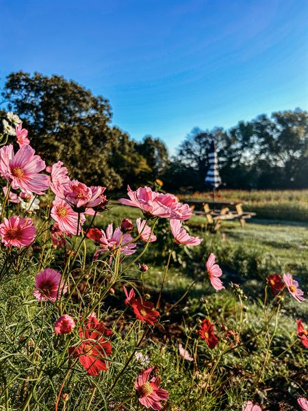 The Flower Meadow