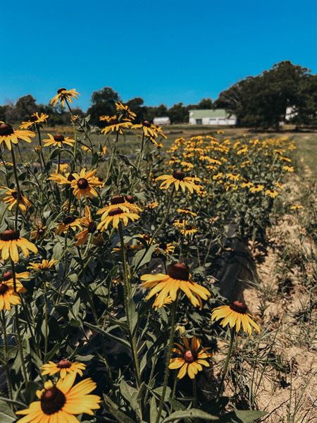 The Flower Meadow