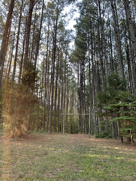 Dovetail Forest Retreat