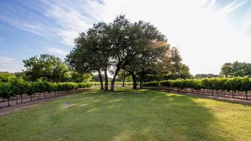 Chapel in the Vineyard
