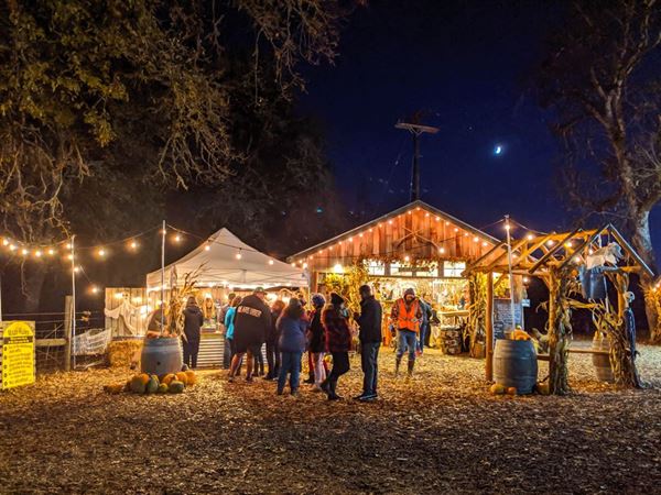 Northern Lights Christmas Tree Farm