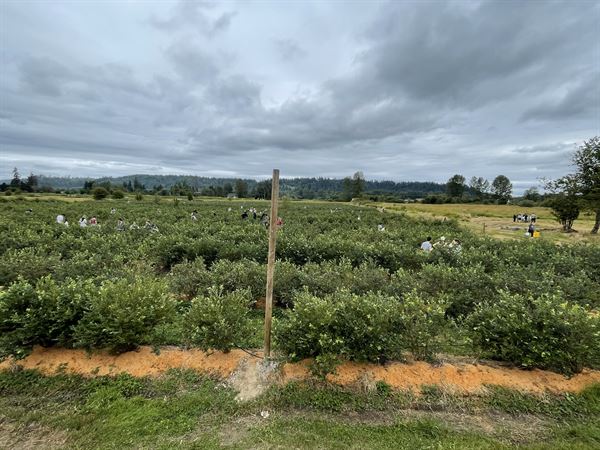 Henna Blueberry Farm