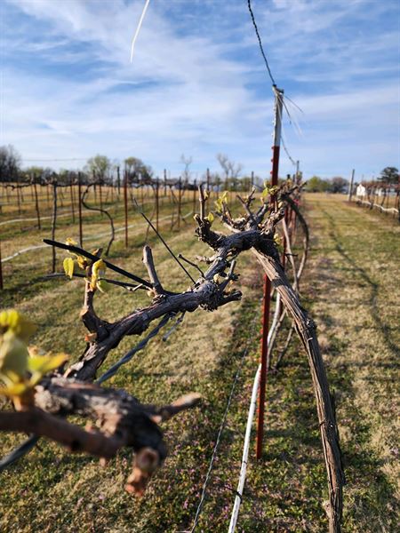 Twisted and Tangled Winery