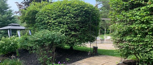 Backyard Wedding Events