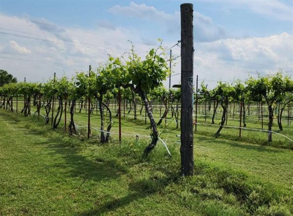 Twisted and Tangled Winery