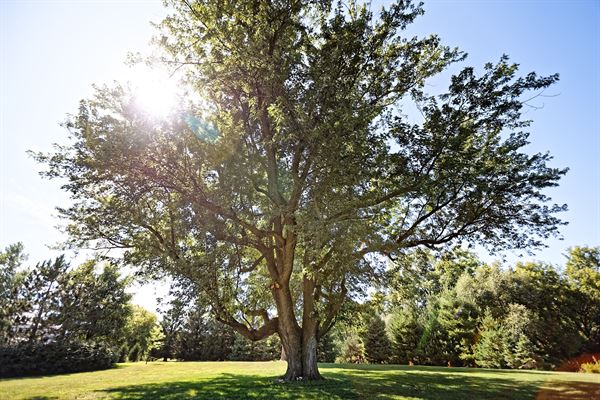 Garten Marketplatz Perennial Farms