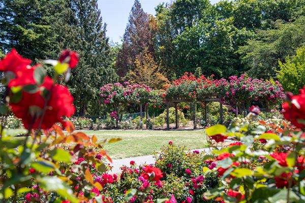 Mintara atop Burnaby Mountain