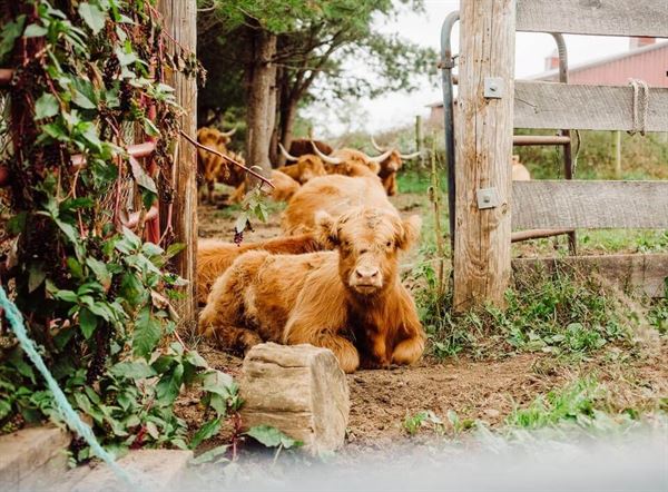 Reinhart's Barn on Oak Lane