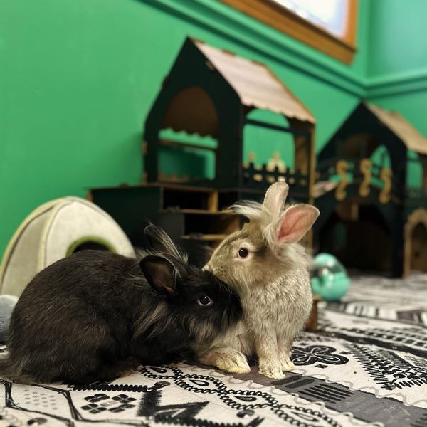 Fairytale Farm Adoption Shop