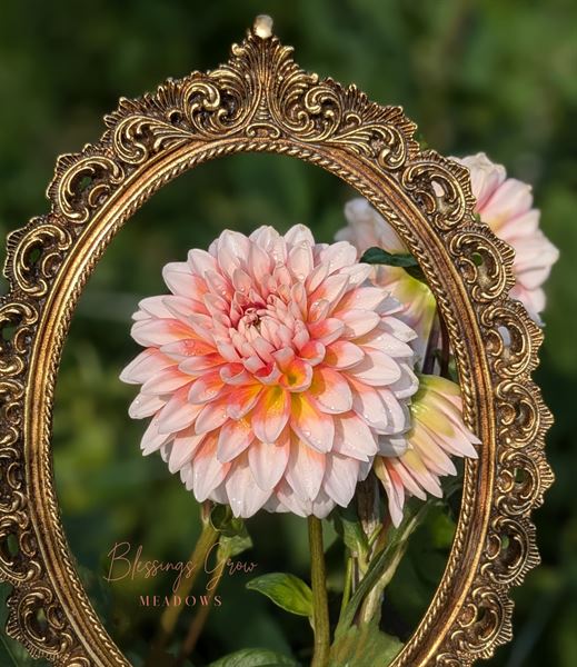 Blessings Grow Meadows