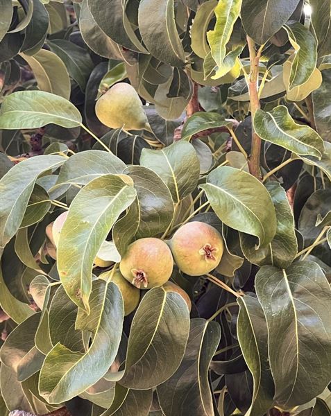 Country Gem San Jose