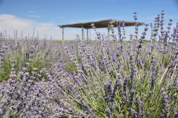 Trinity Gardens Lavender Farm
