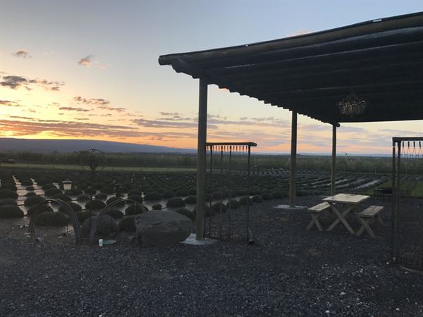 Trinity Gardens Lavender Farm