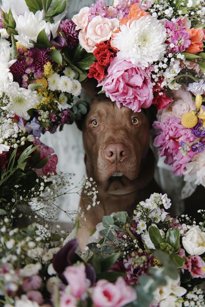 Lulu Bee Weddings and Events