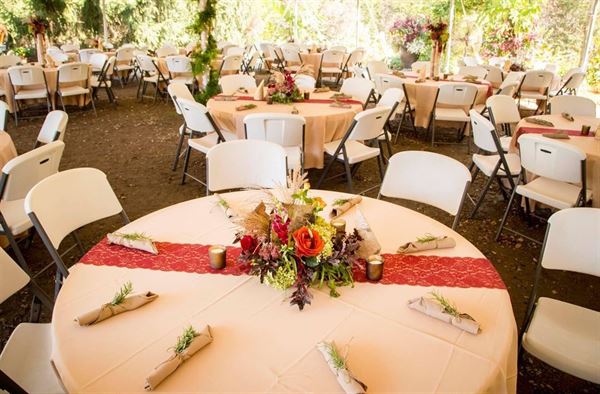 Everlastings in the Wildwood