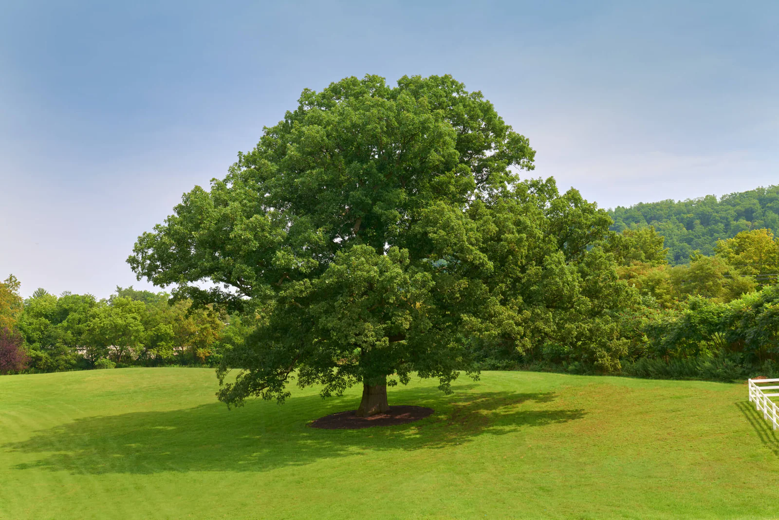 Grovedale Winery & Vineyards