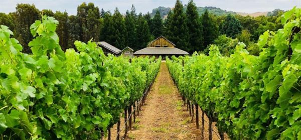 Reid Family Vineyards