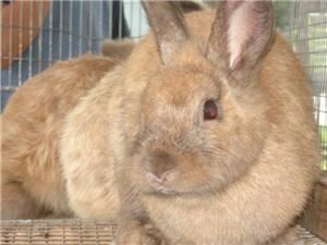 Every Kids Dream Pony Party and Petting Zoo