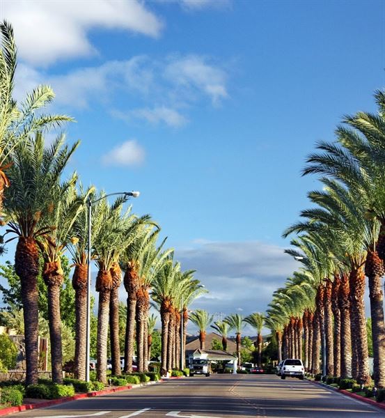 Palm Tree Weddings & Events
