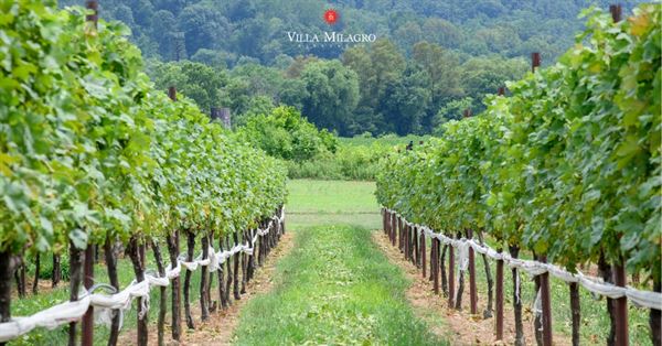 Villa Milagro Vineyards
