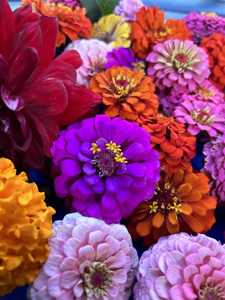 Owl Creek Farm Resort