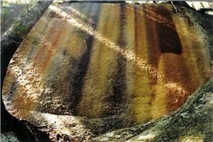 Thomasina Pidgeon Photography