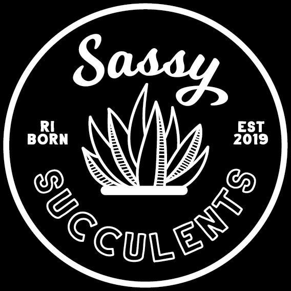 Sassy Succulents