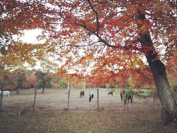 Stepping Stone Ranch