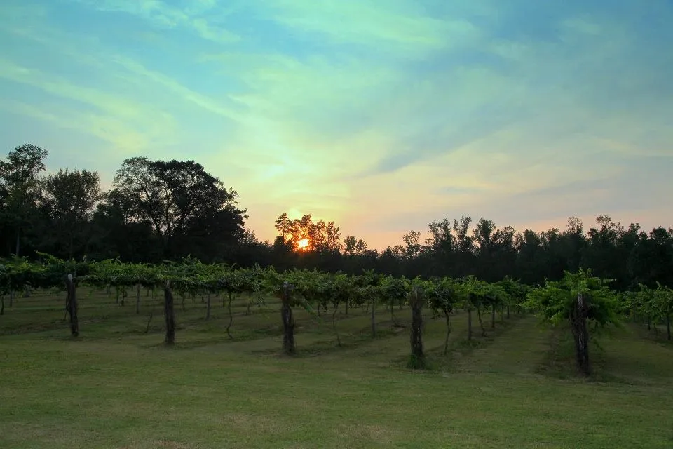 Wills Creek Vineyards Venue