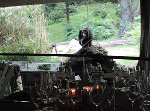 Congo Gorilla Forest