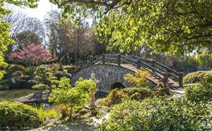 The Koi Pond and Waterfall View