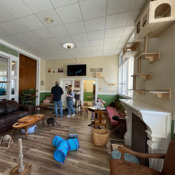 Mr. Kitty's Cat Cafe