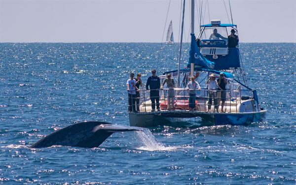 Capt. Dave's Dana Point Dolphin & Whale Watching Safari