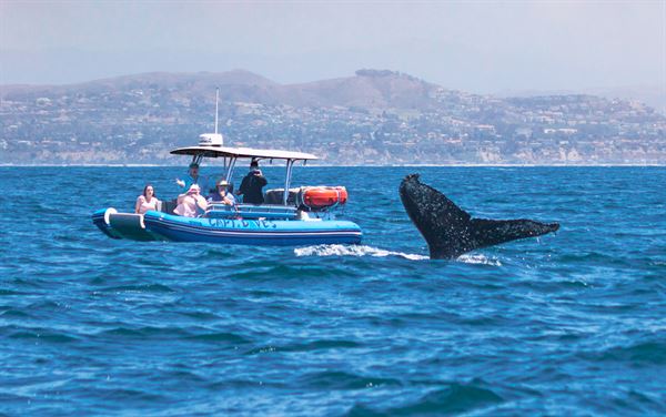 Capt. Dave's Dana Point Dolphin & Whale Watching Safari