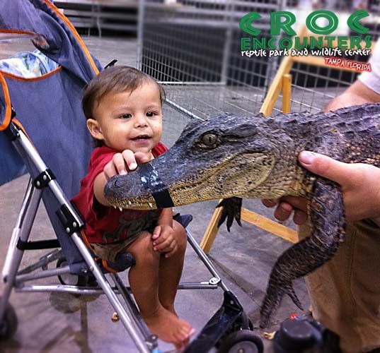 Croc Encounters