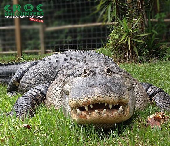 Croc Encounters