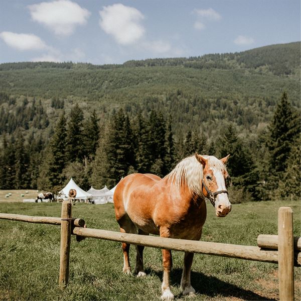Chestnutsprings Cidery