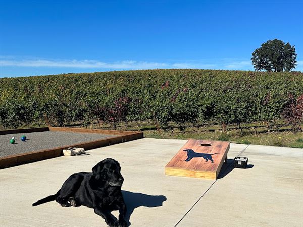 Black Dog Vineyard