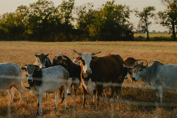 The Twelve81 Weddings & Events