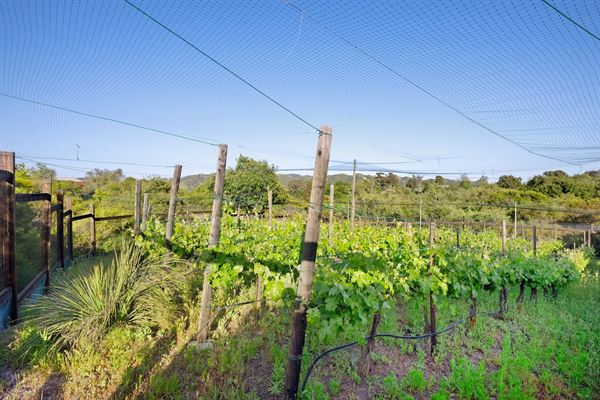 Spacious 7 bedroom Mansion in tranquil Topanga