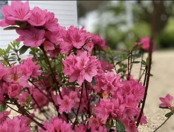 Bentwood Farms Wedding Venue