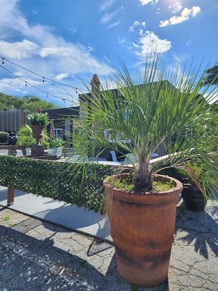 25th Dynasty LIVE on Main