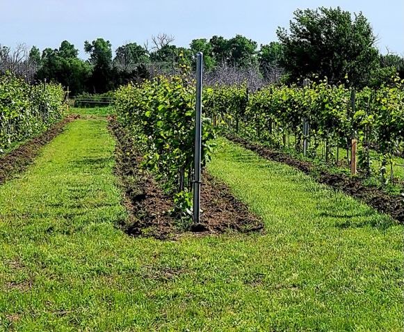 Inland Ocean Vineyards