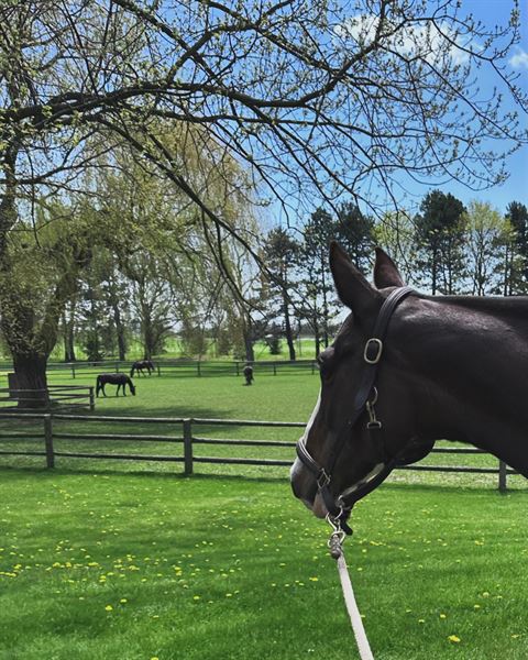 Fox Den Farms Weddings